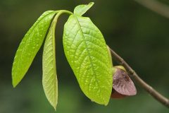 640px-Asimina_triloba_Asymina_trojklapowa_2010-05-15_01