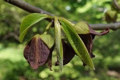 640px-Asimina_triloba_Paw_Paw_33897702184