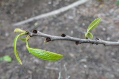 640px-Asimina_triloba_Paw_Paw_34049018064
