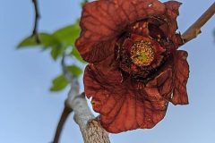 640px-Asimina_triloba_pollination