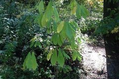 Asimina_triloba_New_York_Botanical_Garden