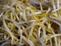 mung-beans-1705174_640