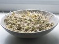 plant-bean-bowl-dish-food-green-451602-pxhere.com