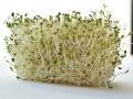 plant-flower-food-herb-produce-vegetable-493463-pxhere.com