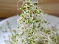plant-herb-flowerpot-floristry-alfalfa-sprouts-floral-design-1374473-pxhere.com
