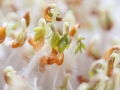 seedlings-253788_640