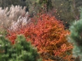 Podzimní zahrada v jižních Čechách IMG_2735