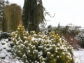 Zahrada pod sněhem IMG_7266