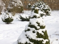 Zahrada pod sněhem IMG_7352