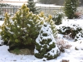 Zahrada pod sněhem IMG_7362