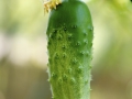 cucumber-1147699_1280