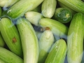 cucumber-1248430_1280