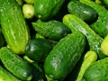 cucumbers-849269_1280