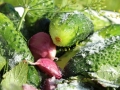 cucumbers-889661_1280