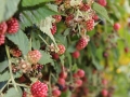 blackberries-429423_640