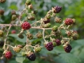 bokeh-1564479_640