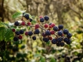 bramble-1687348_640