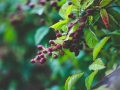 fresh-791475_640