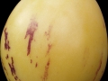 432px-Solanum_muricatum,_Pepino_24b