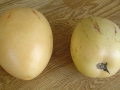 640px-Pepino_2