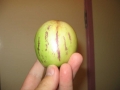 Handheld_pepino