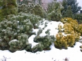 Pestrá zahrada v zimě IMG_0009
