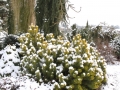 Pestrá zahrada v zimě IMG_7265