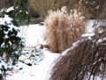 Pestrá zahrada v zimě IMG_7267