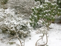 Pestrá zahrada v zimě celky (4)