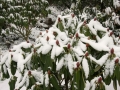 rododendron