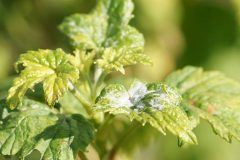 484px-Powdery_mildew_on_leaves_of_a_blackcurrant