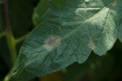 640px-Late_blight_on_tomato_leaf_7871756748