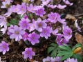 Hepatica nobilis rosea foto Materna