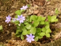 Proměnlivé podléšky IMG_1092