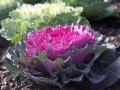 brassica