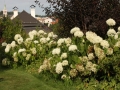hortenzie (6)