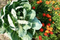 cabbage-440018_640