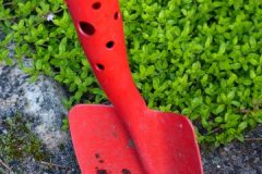 grass-plant-lawn-leaf-flower-green-590009-pxhere.com_