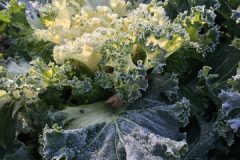 plant-flower-food-produce-vegetable-botany-33101-pxhere.com_