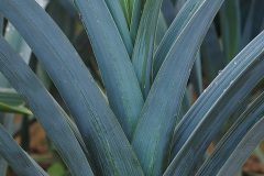 winter-leek-694212_640