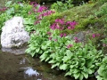 primula japonica