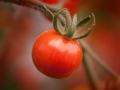 tomato-1052959_1280