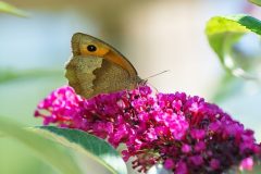butterfly-3709569_640