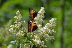 butterfly-4273493_640