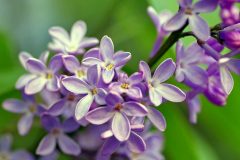 lilac-2341516_640