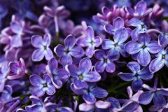 lilac-2735378_640
