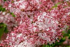 lilac-3358741_640