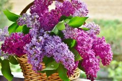 lilac-3366467_640