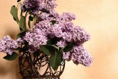 lilac-4173730_640