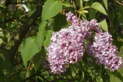 syringa-4183474_640